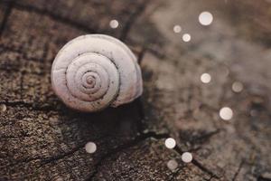 caracol branco na natureza foto