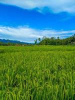 tradicional arroz agricultura panorama do arroz Campos e azul céu. foto