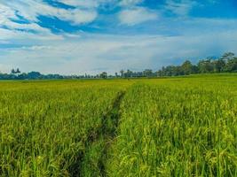 tradicional arroz agricultura panorama do arroz Campos e azul céu. foto