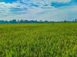 tradicional arroz agricultura panorama do arroz Campos e azul céu. foto