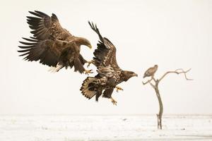 duas águias de cauda thite lutando no inverno foto