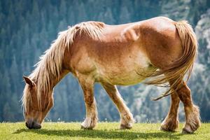 lindo cavalo castanho pastando em um prado foto