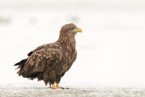 águia de cauda branca em cenário de inverno foto