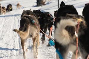 cenário do rouco cachorros enquanto desfrutando uma trenó cachorro passeio foto