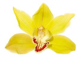 amarelo cymbidium orquídea flor isolado em branco fundo. cymbidium devonianum foto