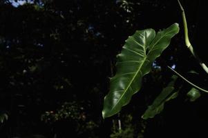 ampla folha isolado dentro natureza, com borrado verde fundo foto