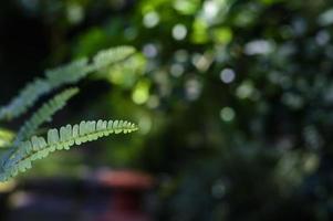 samambaia folhas crescer dentro a jardim. borrado verde ecológico panorama formando natural parede foto