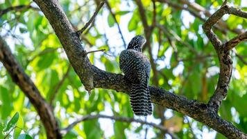 ásia koel empoleirado em árvore foto