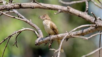 bulbul orelhudo empoleirado na árvore foto