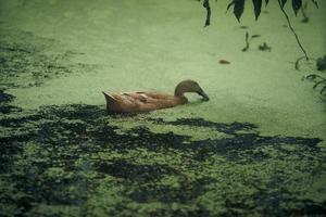 uma Castanho Pato é natação dentro a poluído lago. lago preenchidas com lenma. seletivo foco. foto