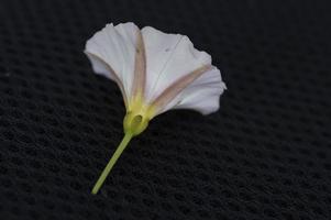 uma rosa branca em close-up foto
