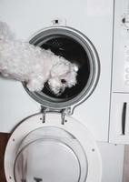 lindo cachorrinho branco olhando para trás pela máquina de lavar. foto