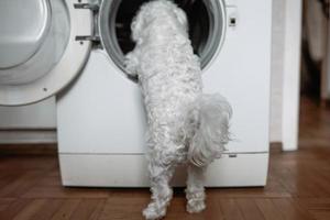lindo cachorrinho branco olhando para a máquina de lavar. foto