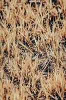 campo de grama marrom durante o dia foto