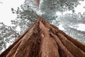 vista de perto da sequóia gigante nevada foto