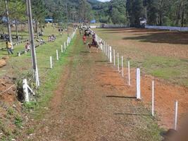 apalousa cavalo dentro rodeio foto