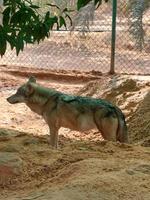 Lobo dentro nofa animais selvagens safári recorrer foto