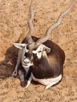 gazelas dentro nofa animais selvagens safári recorrer foto