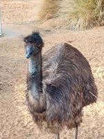 emu pássaro dentro nofa animais selvagens safári recorrer foto