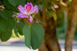 roxa bauhinia flores estão Rosa para magenta. a aparência do a flor é semelhante para este do a orquídea. a folhas estão solteiro, semelhante para uma coração forma. suave e seletivo foco. foto