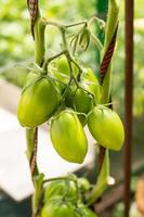 verde tomates suspensão em uma ramo foto