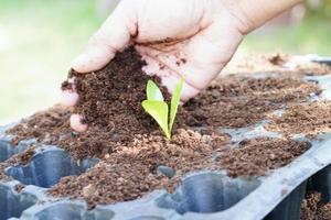 árvore crescendo com a mão, ecodia da terra, salve o mundo, salve a terra, fique verde foto