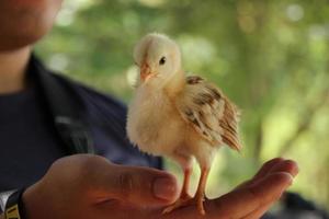 frango pintinho dentro humano mão dentro Fazenda foto