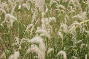 fechar acima floreta , poaceae , Relva flores fundo foto