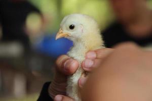 frango pintinho dentro humano mão dentro Fazenda foto