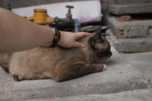 mentira baixa Veja em linha reta Sombrio Castanho gato foto