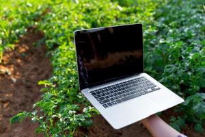 uma mulher agricultor com computador portátil computador em uma batata campo. inteligente agricultura e precisão agricultura 4.0. moderno agrícola tecnologia e dados gestão para indústria Fazenda. foto