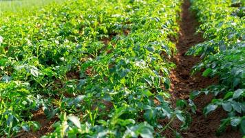 batata plantações crescer dentro a campo. vegetal linhas. agricultura, agricultura. inteligente agricultura e precisão agricultura 4.0. moderno agrícola tecnologia e dados gestão para indústria Fazenda. foto