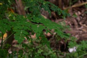 close-up de folhas de moringa em uma árvore foto