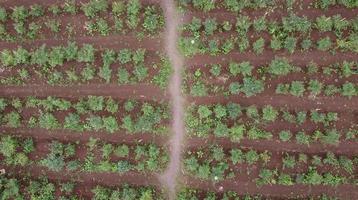 Pimenta Fazenda visto a partir de acima usando drone.. Pimenta Fazenda visto a partir de acima de zangão tarde dentro Indonésia foto