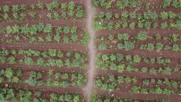 Pimenta Fazenda visto a partir de acima usando drone.. Pimenta Fazenda visto a partir de acima de zangão tarde dentro Indonésia foto