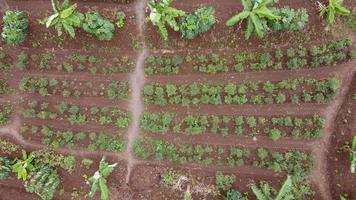 Pimenta Fazenda visto a partir de acima usando drone.. Pimenta Fazenda visto a partir de acima de zangão tarde dentro Indonésia foto