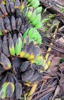 banana fruta este cai a partir de a árvore e podridão naturalmente foto