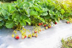 fazenda de plantas de morango, campo de morango maduro fresco para colheita de morangos no jardim frutas morango no verão foto