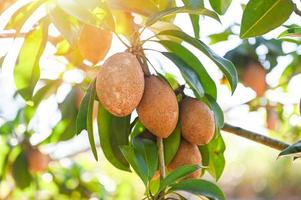 fruta sapoti na planta da árvore sapoti no verão, ameixa sapoti na fruta do jardim na tailândia foto