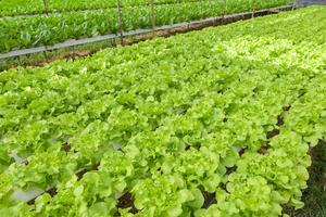 hidropônico plantas crescendo em água sem solo agricultura orgânico saúde Comida natureza folha colheita legumes jardim hidropônico legumes a partir de hidropônico fazendas fresco verde carvalho alface e verde porque foto