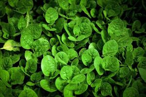 abstrato verde folhas plantar padronizar textura fundo - folha do pequeno vegetal crescendo dentro a jardim agricultura agricultura foto
