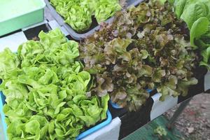 legumes a partir de hidropônico fazendas fresco butterhead alface e vermelho carvalho alface crescendo dentro a cesta, orgânico saúde Comida natureza folha foto