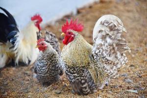 lindo frango galo galinha anã corvos dentro Fazenda - branco galinha anã galo foto