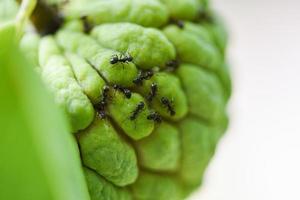 formiga preta na maçã do açúcar ou pinha na árvore no jardim fundo verde natureza de frutas tropicais - annona sweetsop foto