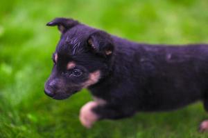 fofa brincalhão cachorro foto