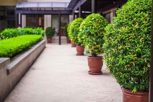 Visão com em vaso plantas foto