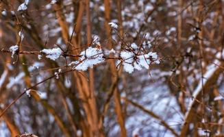 kolkwitzia amabilis é uma espécies do plantar dentro a caprifoliaceae família. uma decíduo arbusto conhecido coletivamente Como beleza arbusto dentro inverno, coberto dentro neve. foto