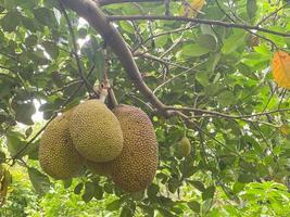 maduro Jaca em a árvore. jack fruta ou chamado nangka é tropical fruta este gosto doce foto