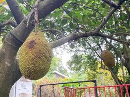 maduro Jaca em a árvore. jack fruta ou chamado nangka é tropical fruta este gosto doce foto