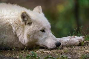 lobo ártico aproveitando o sol da manhã canis lupus arctos foto